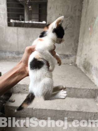 Persian mix breed